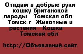 Отадим в добрые руки кошку британской пароды - Томская обл., Томск г. Животные и растения » Кошки   . Томская обл.